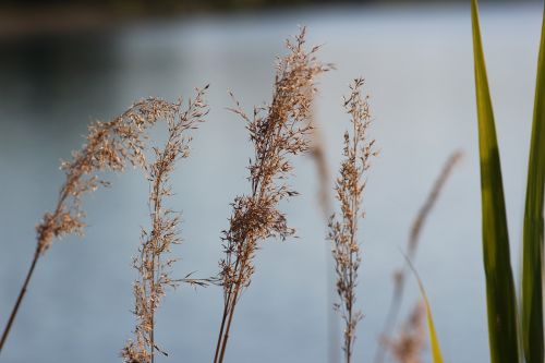 dry grass lake wind