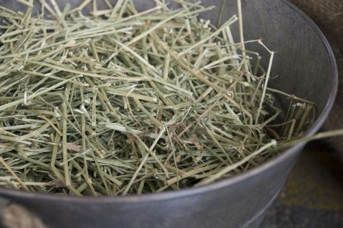 dry grass grass family hay