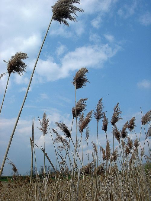 dry grass high sky