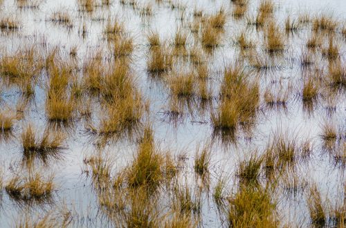 Dry Grass In The Water