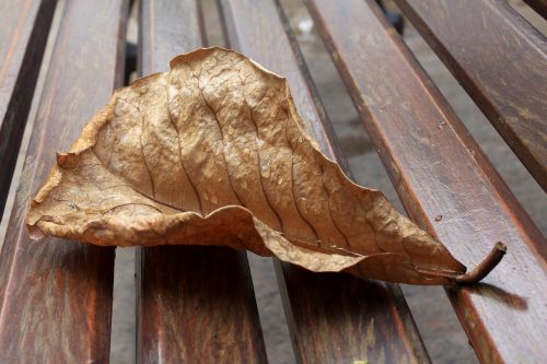 dry leaf wet drops