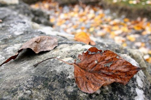 dry leaf staccato autumn