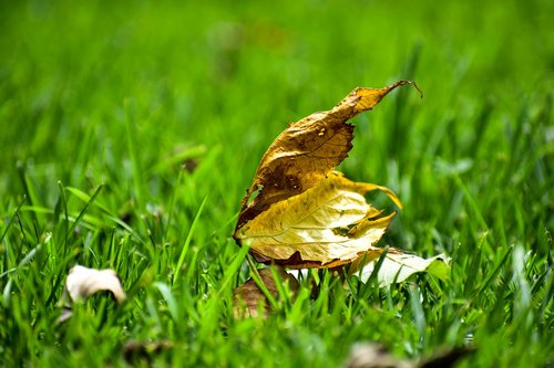 dry leaf  plain  leaf