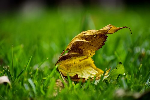 dry leaf  plain  leaf