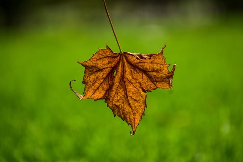 dry leaf  end  yellow