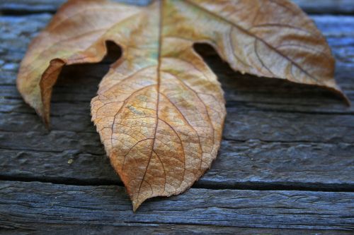 Dry Leaf Close