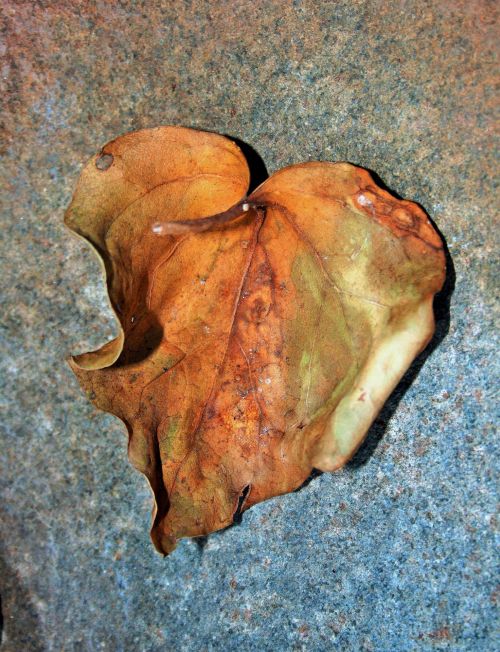Dry Leaf With Veins