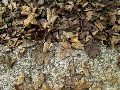 dry leaves autumn fall