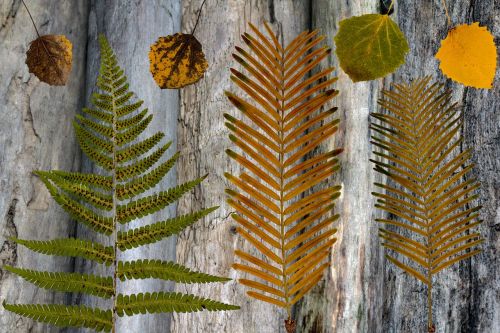 dry leaves wood background composition
