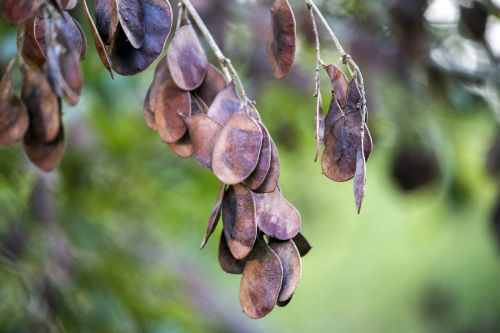 dry leaves tree nature