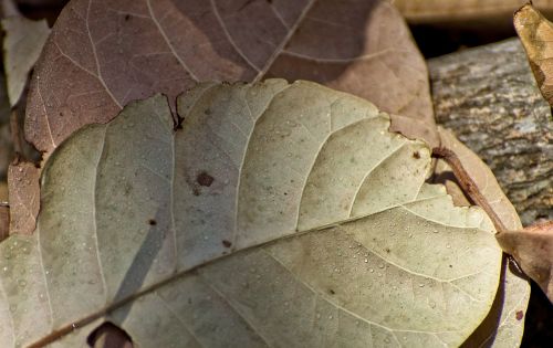 dry leaves cashew tree vegetable