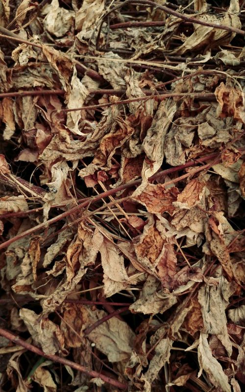 dry leaves heat environment