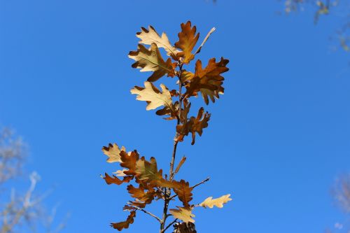 dry leaves leaves autumn