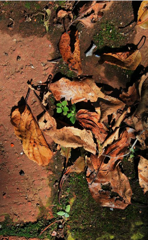 Dry Leaves And Moss
