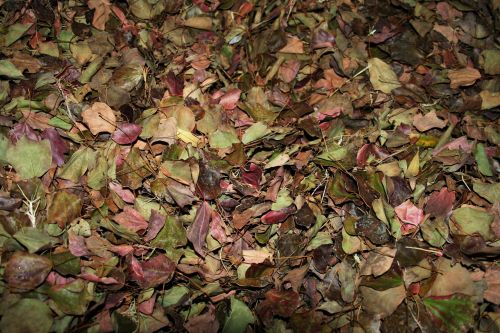 Dry Leaves Composting