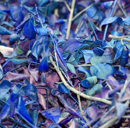 Dry Leaves In Blue
