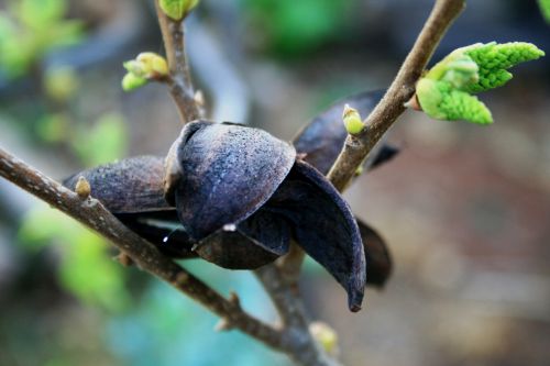 Dry Pecan Nut Skins