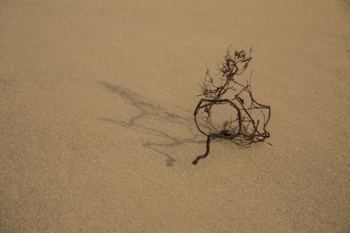 Dry Plant On The Sand