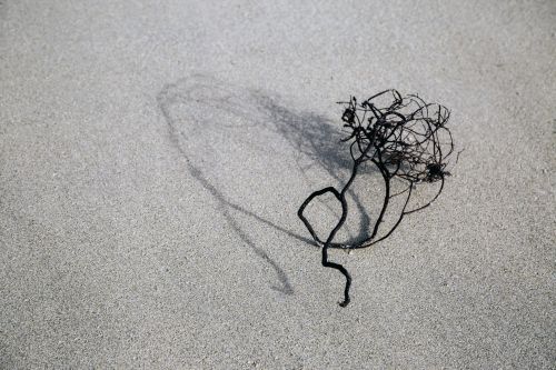 Dry Plant On The Sand