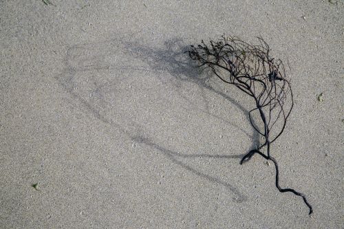 Dry Plant On The Sand