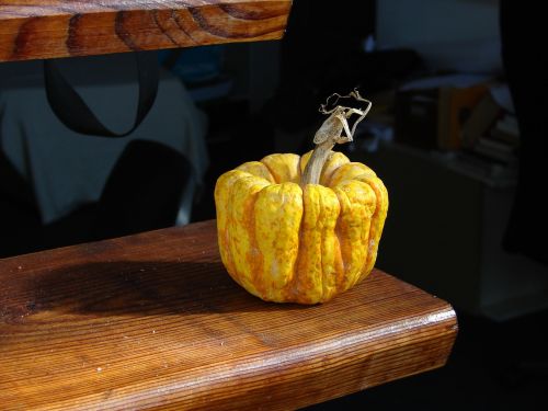 dry pumpkin gourd yellow