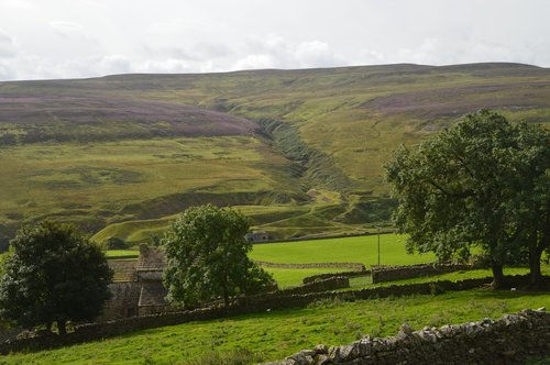 dry-stone wall  heather  purple