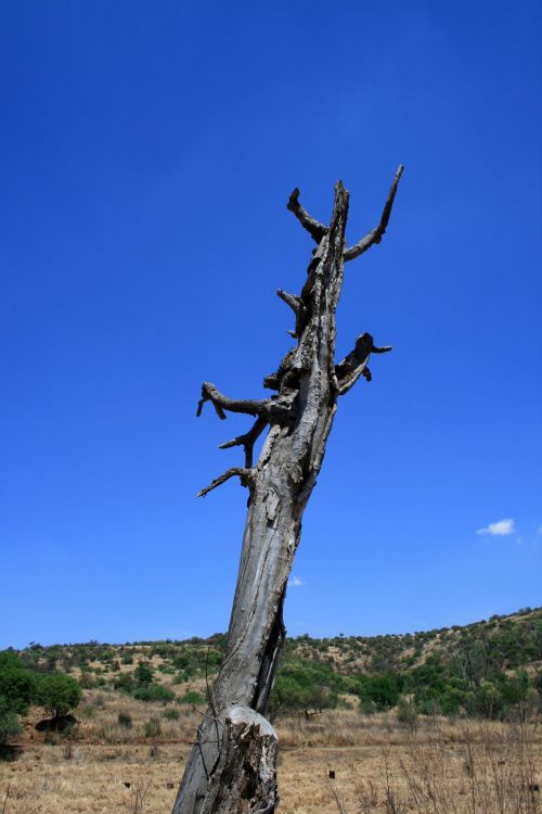 Dry Stump And Blue Sky