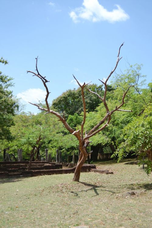 dry tree tree branch