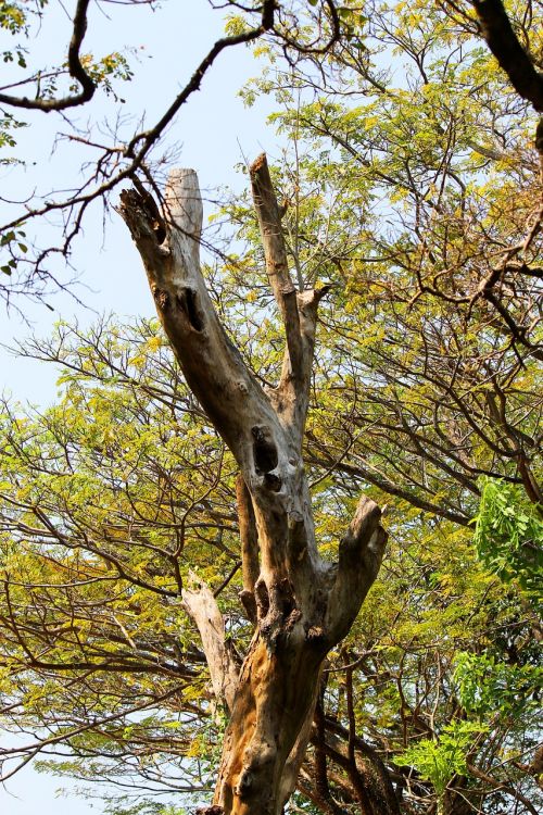 dry tree landscape tree