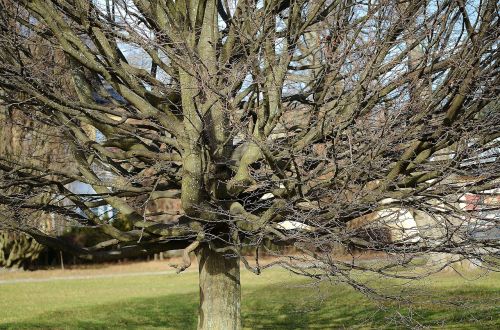 dry tree twigs tree