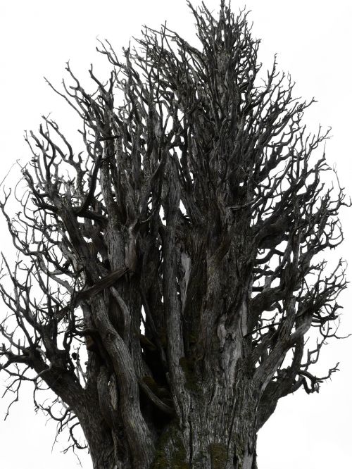 dry tree trunk cypress