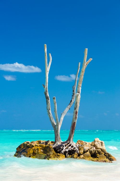 Dry Tree On A Tropical Beach