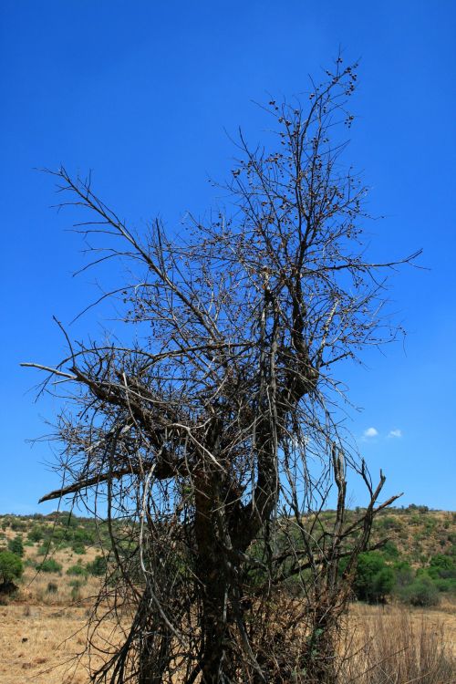 Dry Tree With Berries