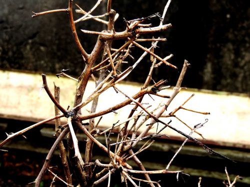 dry twigs leaves still lifes