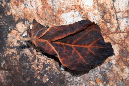 Dry Veined Leaf