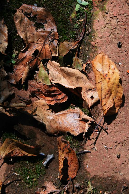 Dry Winter Leaves