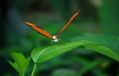 dryas julia julia longwin butterfly