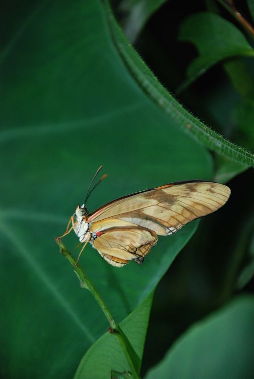 dryas julia a julia longwing orange butterfly