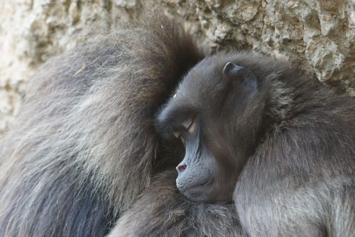 dschelada ape primates