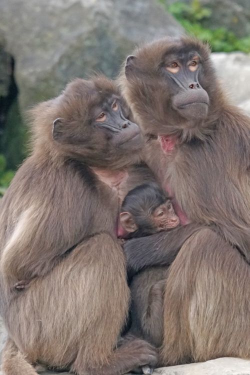 dschelada monkey primates