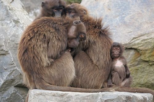 dschelada monkey primates