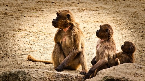 dschelada  the blood breast baboons  ape