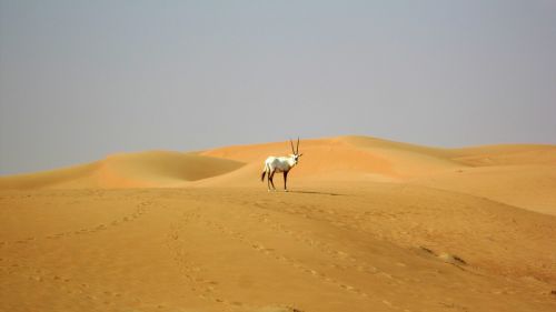 dubai desert oryx