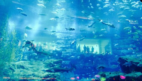 dubai aquarium fish