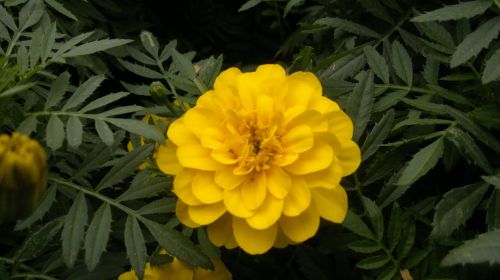 dubai yellow flower