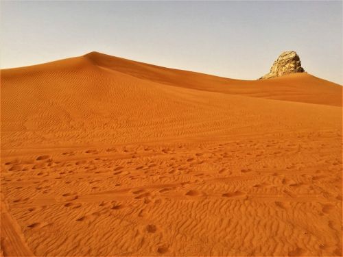 dubai desert safari camel