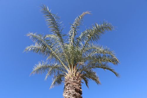 dubai palm sun