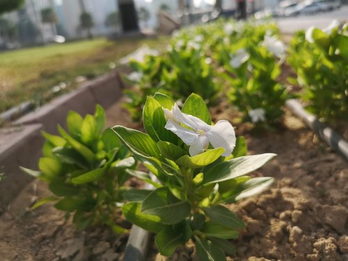 dubai  garden  nature