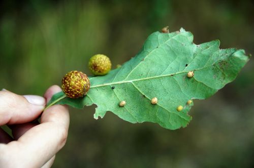 duběnka sheet oak leaf