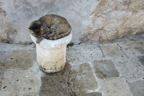 dubrovnik port cat
